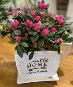 Flowers & Gifts Delivery Amman Jordan